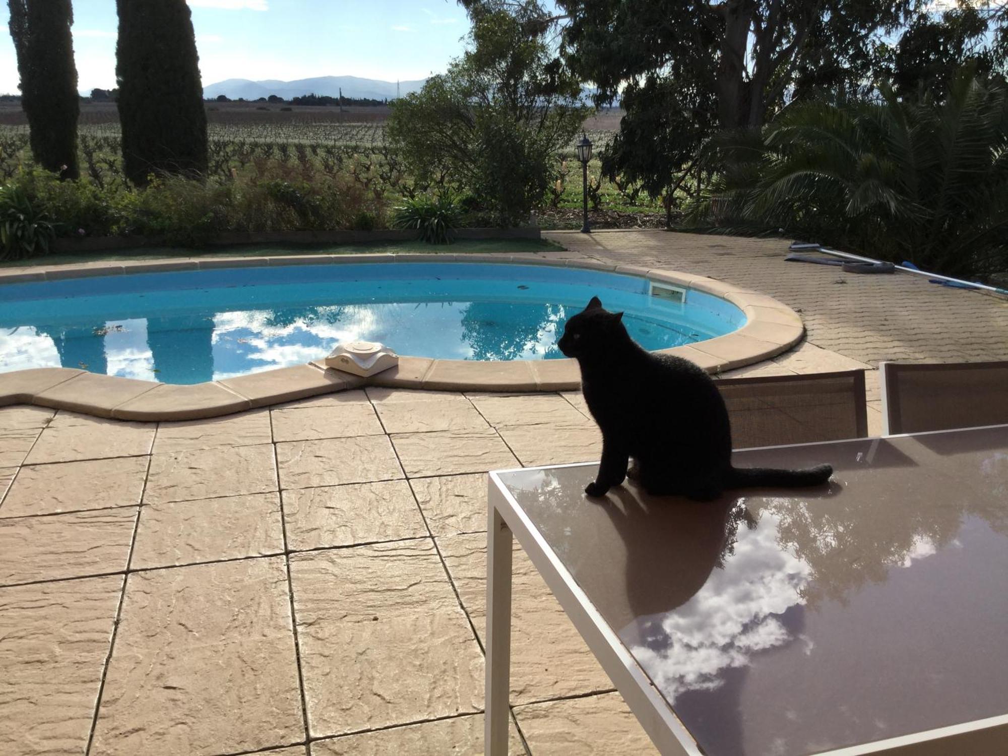 Mas Soleil Et Vignes Bed & Breakfast Saint-Hippolyte  Екстериор снимка
